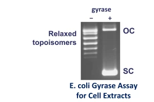 Ecoli gyrase Cell extracts