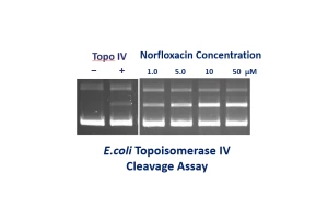 e.coli topo IV cleavage A