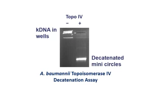 A.b topo IV decat assay 