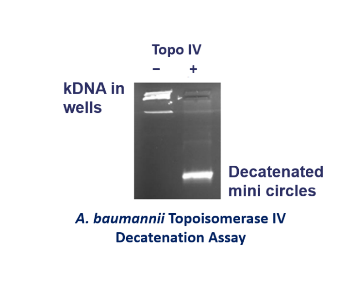 A.b topo IV decat assay 