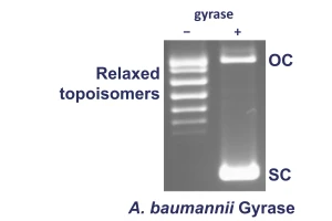 Ab gyrase supercoiling