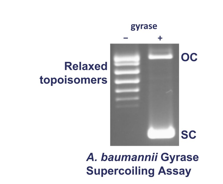 Ab gyrase supercoiling