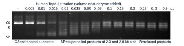 BisCat Decatenation Assay Titration