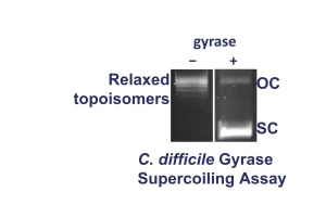 Cdiff Gyrase supercoiling