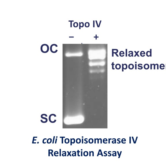 Ecoli TopoIV Relax