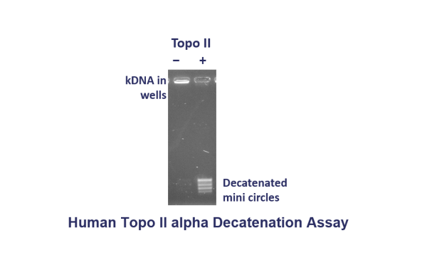 HTII decat assay