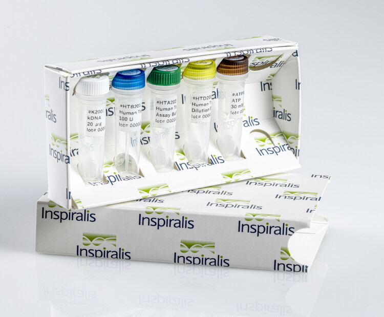 Human Topo II Beta Assay Kit Decat