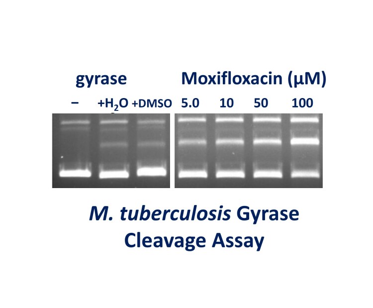 Mtub Gyrase Cleavage