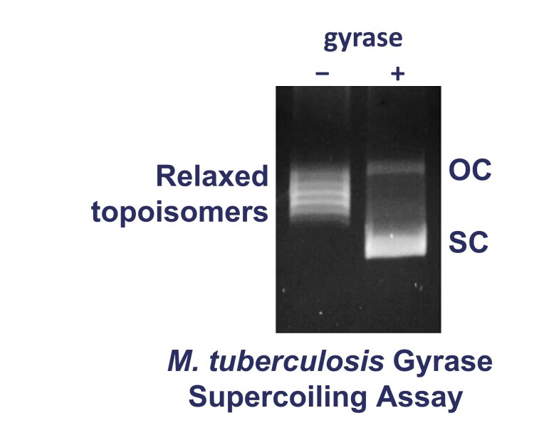 Mtub Gyrase Supercoiling