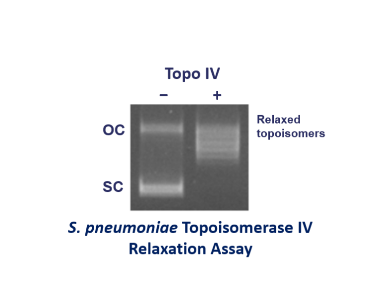 S v2.pn topo IV relax assay