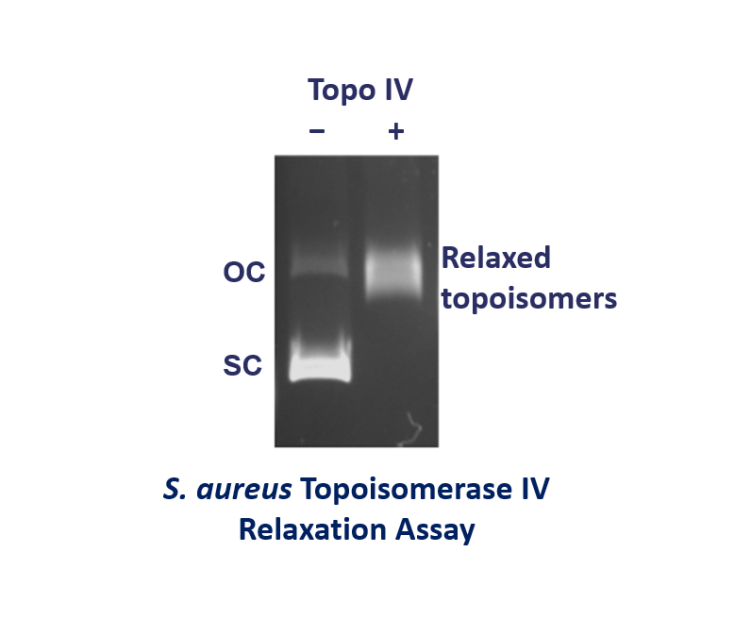Sa topo IV relax assay 