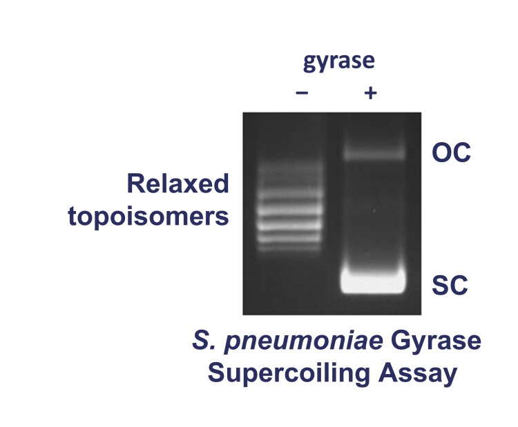 S. pneumoniae Gyrase Supercoiling Assay Kits | Inspiralis