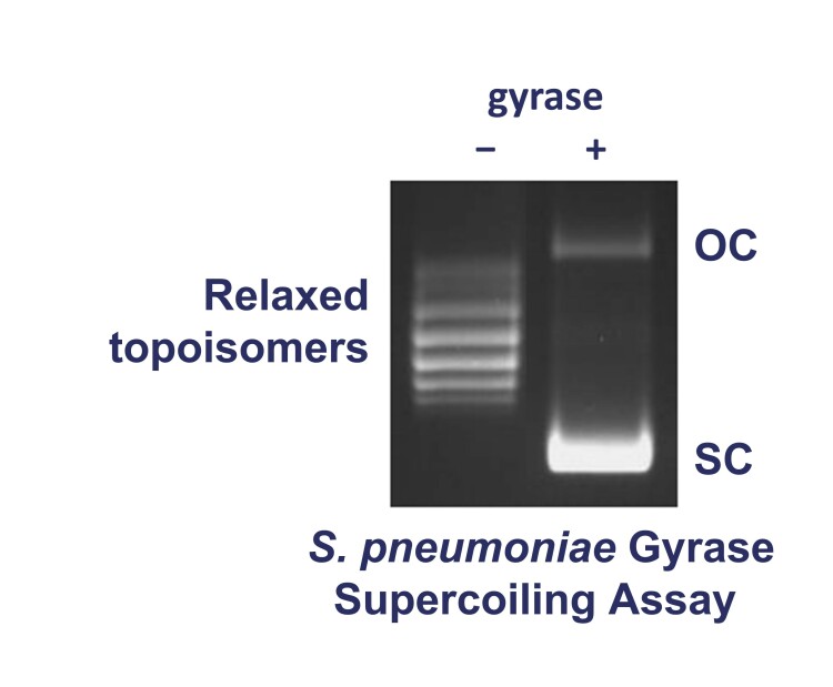 Spn gyrase Supercoiling