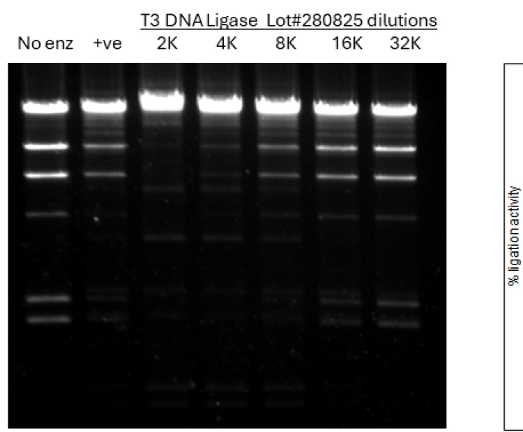 T3 DNA Ligase