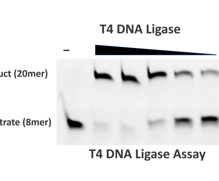 T4 DNA ligase