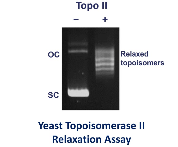 Yeast Topo II relax